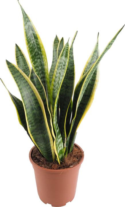 Produktbild Migros Ostschweiz Sanseveria (54 cm)