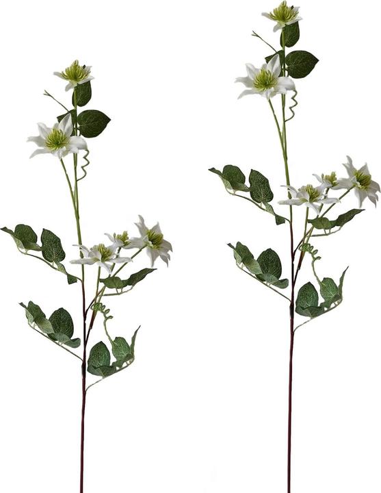 NTK-Collection Clematis Weiss 2er Set 78 cm (78 cm)
