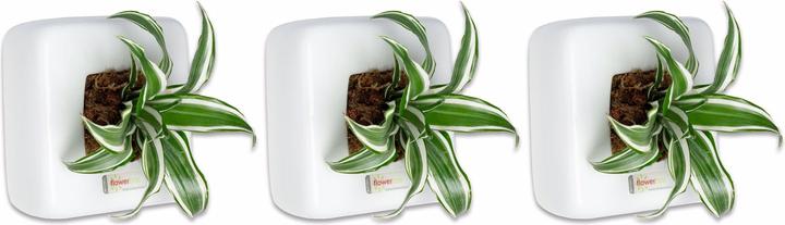 Flowerbox Set di 3 Wall Greening Box 1