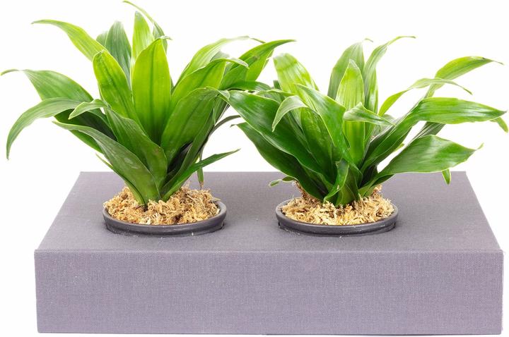 Immagine prodotto Flowerbox Cartone per il rinverdimento delle pareti - Sweet 2