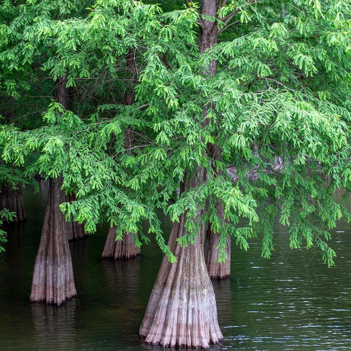 Produktbild Tropica Urwelt Mammutbaum Metasequoia Glyptostroboides