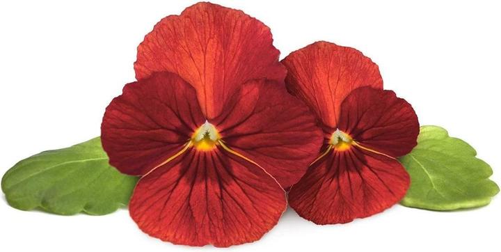 Image du produit Click and Grow Semences de pensées rouges pack de 3