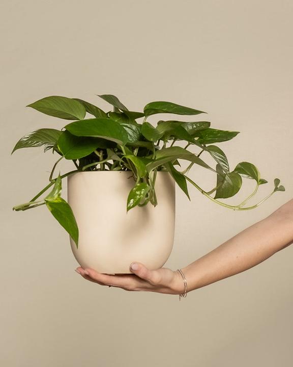 Actual product image feey Grosse Efeutute (70 cm, Freshly repotted)