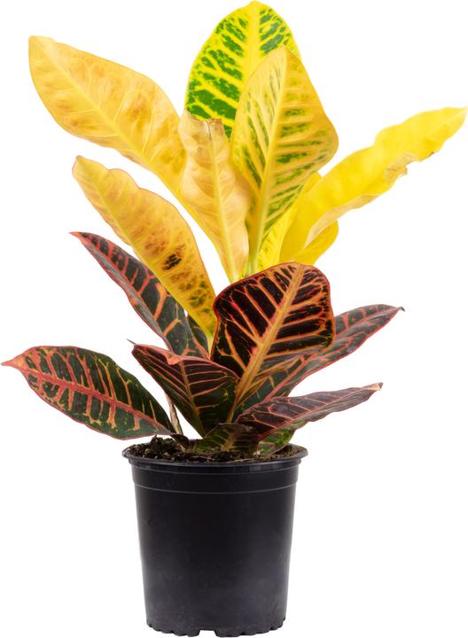 Flowerbox Wunderstrauch "Petra" - Codiaeum Petra (20 cm)