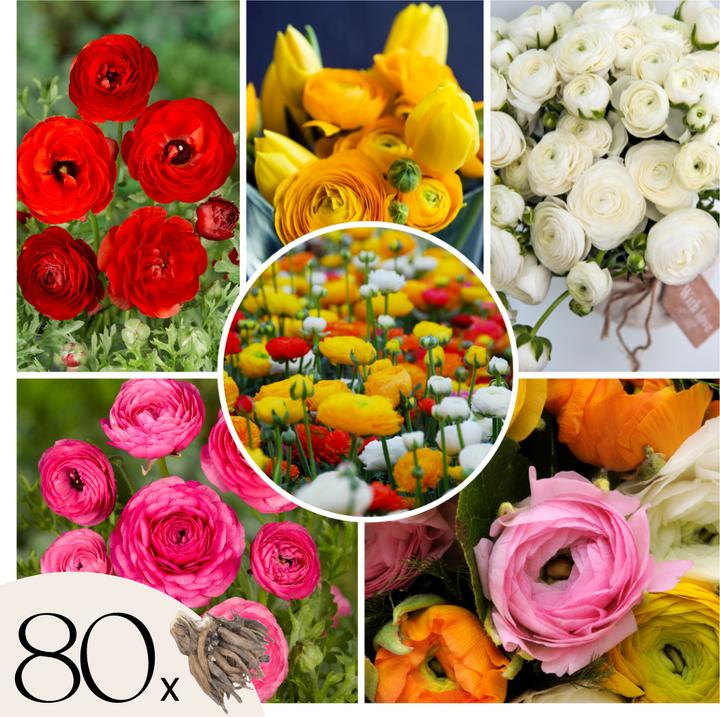 Produktbild Plant in a Box Ranunculus - 80er-Set Ranunkeln (10 cm)