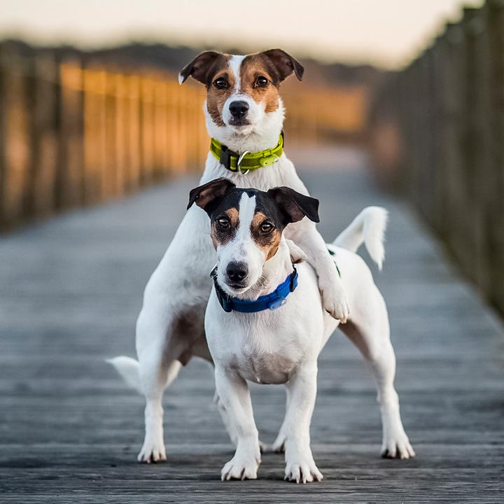 Produktbild Tickless Outdoor Collar Hundehalsband Blau (Hund)