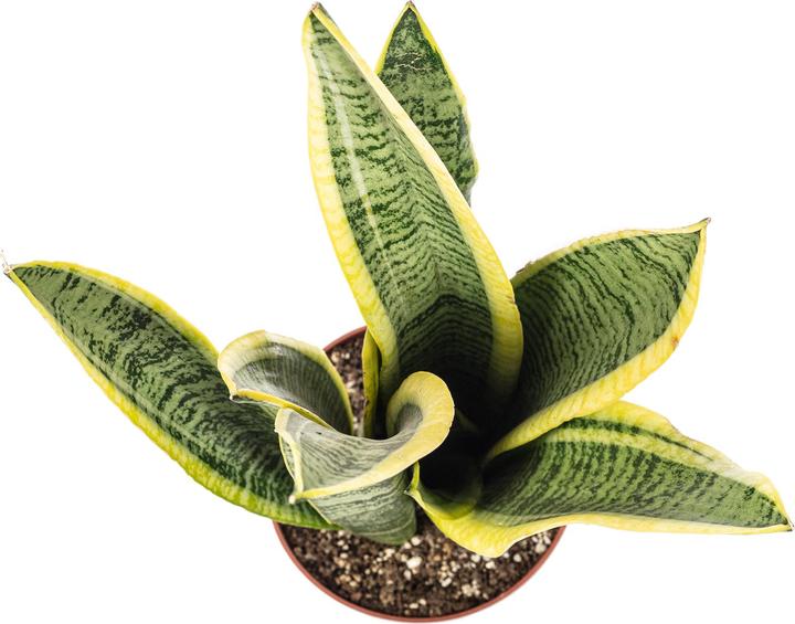 Immagine prodotto Flowerbox Canapa a fiocco - Sansevieria trifasciata Laurentii (35 cm)