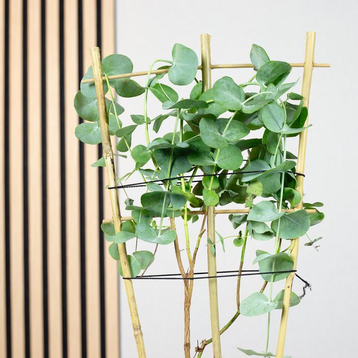 Produktbild Flowerbox Eukalyptus - Eucalyptus gunnii (50 cm)