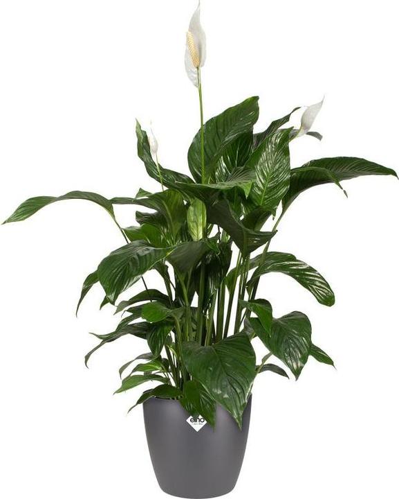 Produktbild Elho Brussels (29.50 cm)