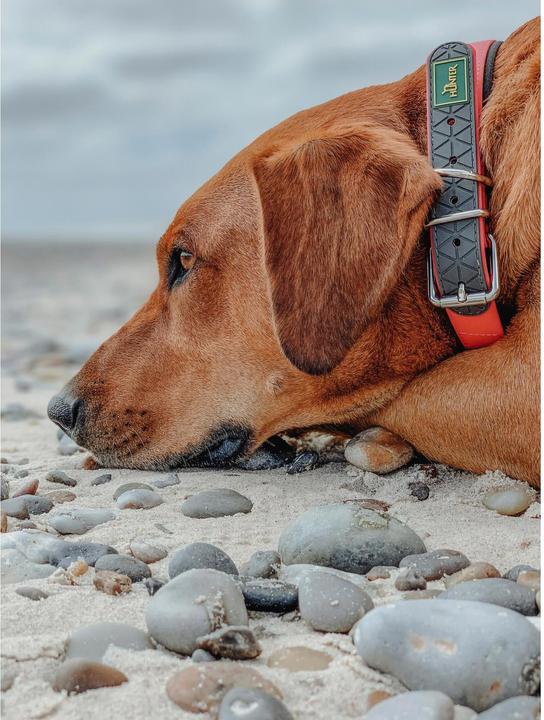 Actual product image Hunter Collar Convenience Comfort Biothane Neoprene Padded (23, 24, 25, 27, 28, 29, 30, Dog, General)