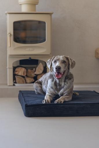 Productafbeelding Designed by Lotte Orthopedisch kooikussen Geribd (Hond)