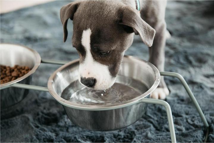 Produktbild Kentucky Dogwear Futternapf Comfort Feeder- (0.80 l)