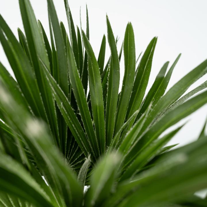 Produktbild Plant in a Box Chamaerops 'Vulcano' - 2er Set Vulkan Zwergpalme (35 cm)