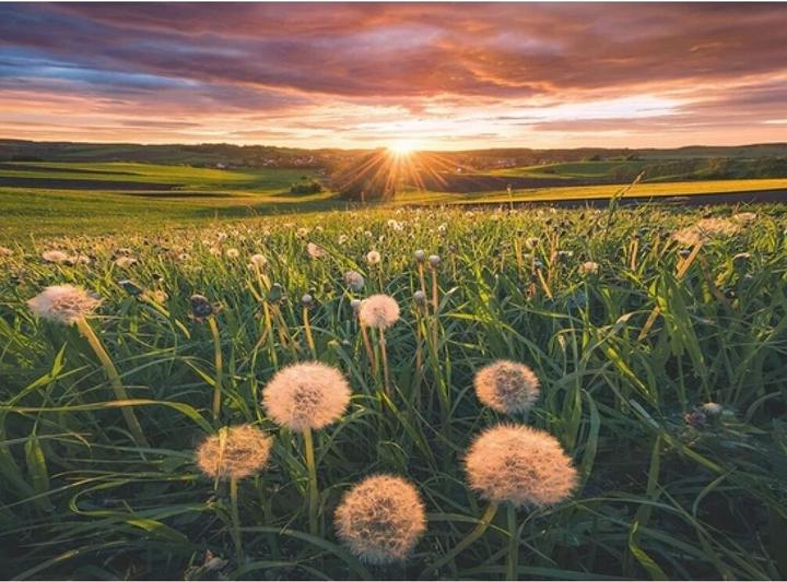 Produktbild Ravensburger Pusteblumen im Sonnenuntergang (500 Teile)