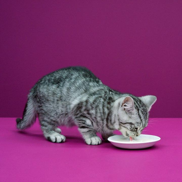 Produktbild Whiskas Katzenmilch Multipack (Adult, 5 Stk., 3075 g)