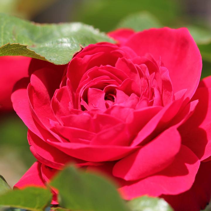 Produktbild Zulauf Floribundarose / Rosa 'Nina Weibull' (100 cm)