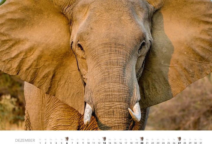 Actual product image Elefanten Kalender 2026 (Hardcover, German)