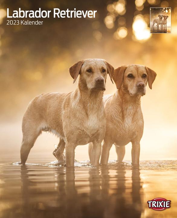 Trixie Baby Kalender Labrador Retriever