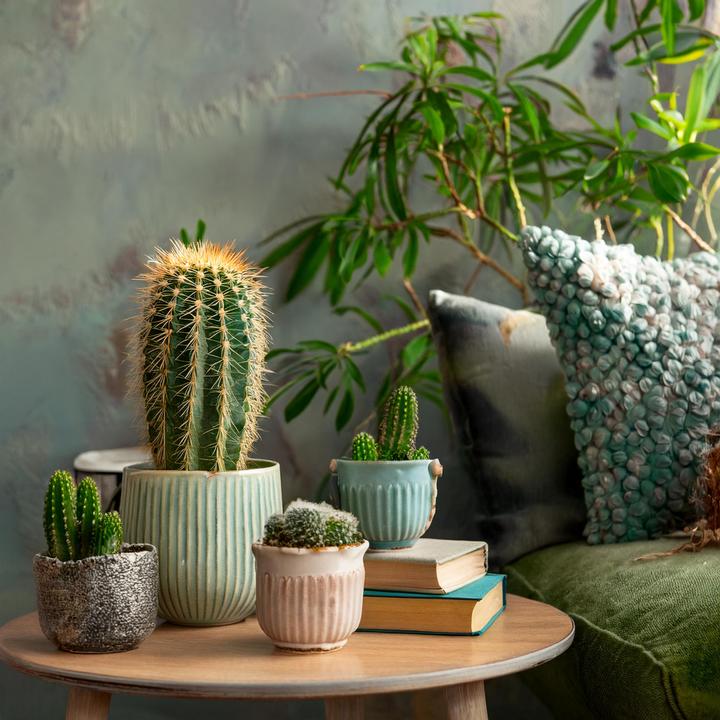Actual product image Plant in a Box Cactus - Echinocactus - 6er Cactus Mix Echinopsis (7 cm)