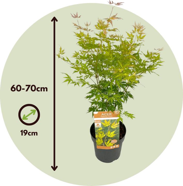 Produktbild Plant in a Box Acer Palmatum 'Orange Lace' - Ahorn Baum (60 cm)