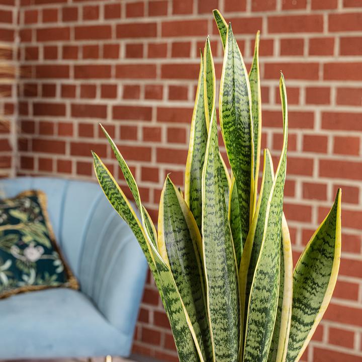 Immagine prodotto Flowerbox Canapa a fiocco - Sansevieria trifasciata Laurentii (65 cm)