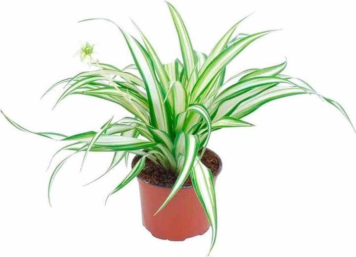 Produktbild Plantlovers Chlorophytum Comosum (Grünlilie) (25 cm, Frisch umgetopft)