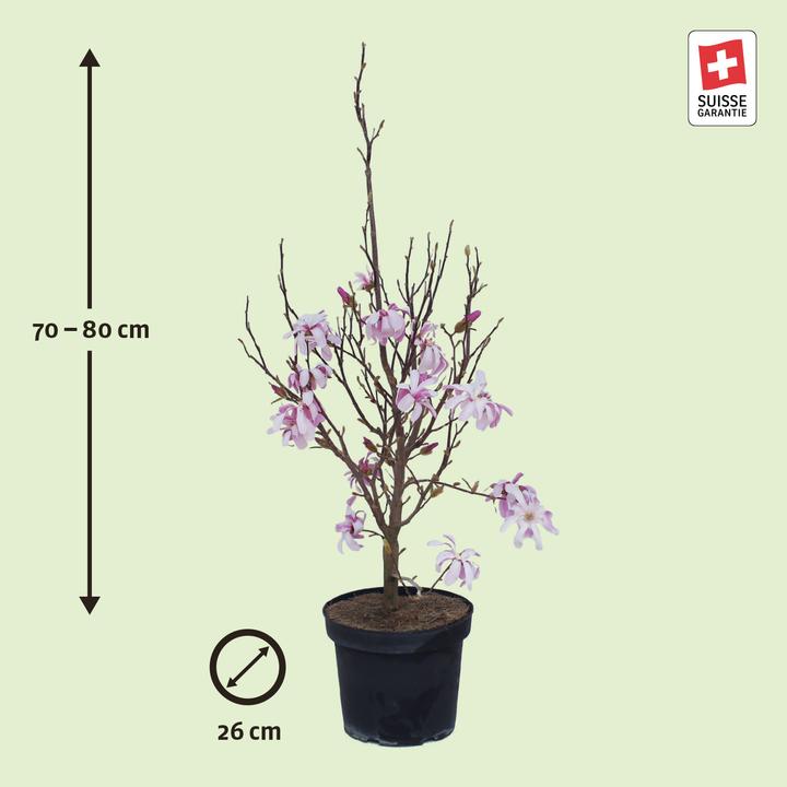 Produktbild Zulauf Magnolie / Magnolia l.(x) 'Leonard Messel' (80 cm)