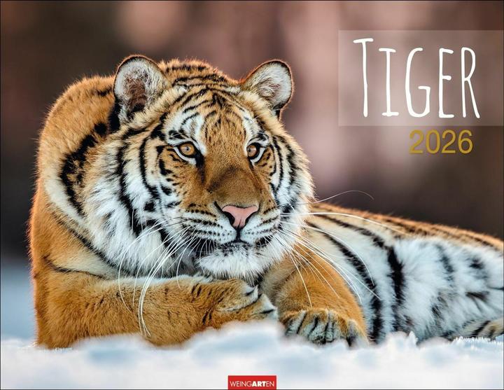 Actual product image Tiger Kalender 2026 (44 x 34 cm, Hardcover, German)