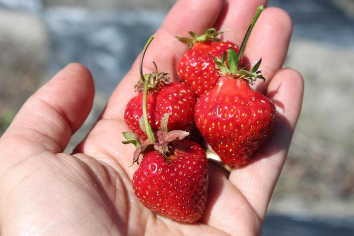 Image du produit Lubera Fraises de balcon et de terrasse permanentes en