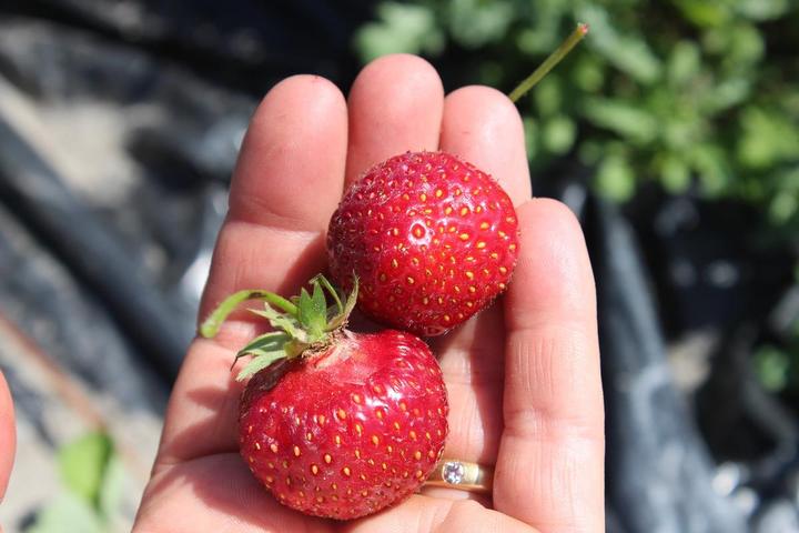Image du produit Lubera Fraises de balcon et de terrasse permanentes en