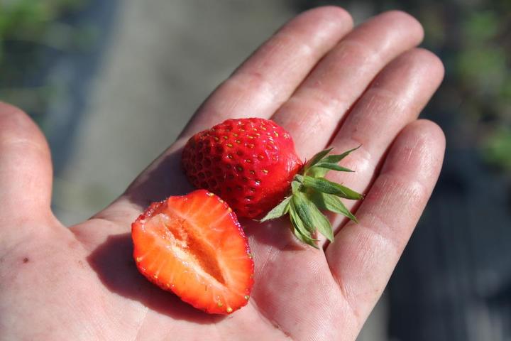 Image du produit Lubera Fraises de balcon et de terrasse permanentes en