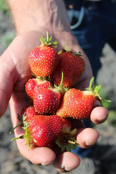 Image du produit Lubera Fraises de balcon et de terrasse permanentes en