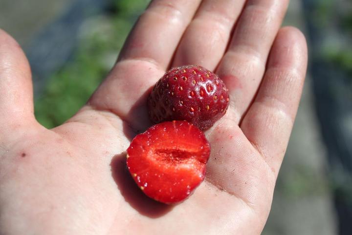 Image du produit Lubera Fraises de balcon et de terrasse permanentes en