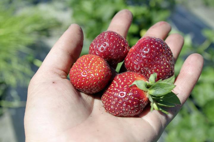 Image du produit Lubera Fraises de balcon et de terrasse permanentes en