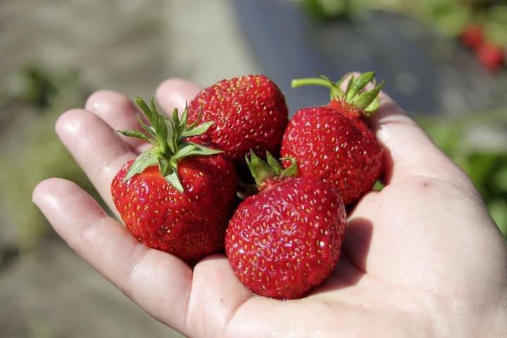 Image du produit Lubera Fraises de balcon et de terrasse permanentes en