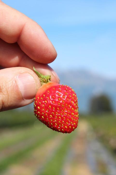 Image du produit Lubera Fraises de balcon et de terrasse permanentes en