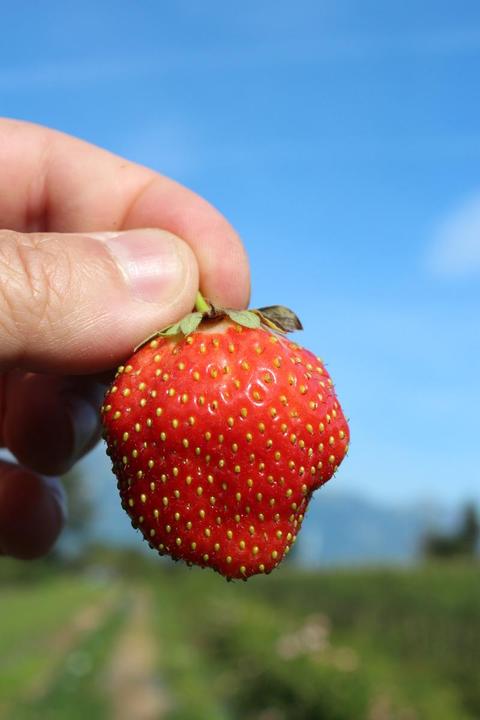 Lubera Fragole da balcone e da terrazzo che durano a lungo nel