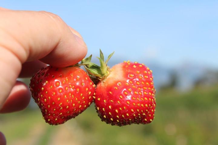 Image du produit Lubera Fraises de balcon et de terrasse permanentes en