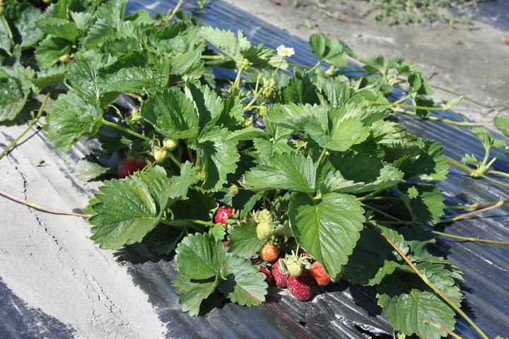 Image du produit Lubera Fraises de balcon et de terrasse permanentes en