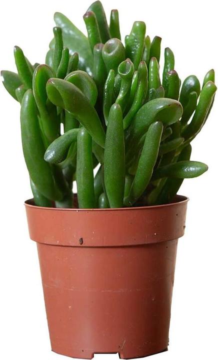 VEG and the City Limanu (Thickleaf Crassula) (15 cm)