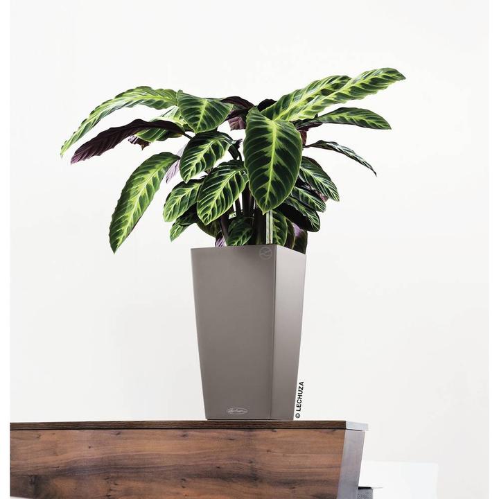 Produktbild Lechuza Cubico Color (22 cm)