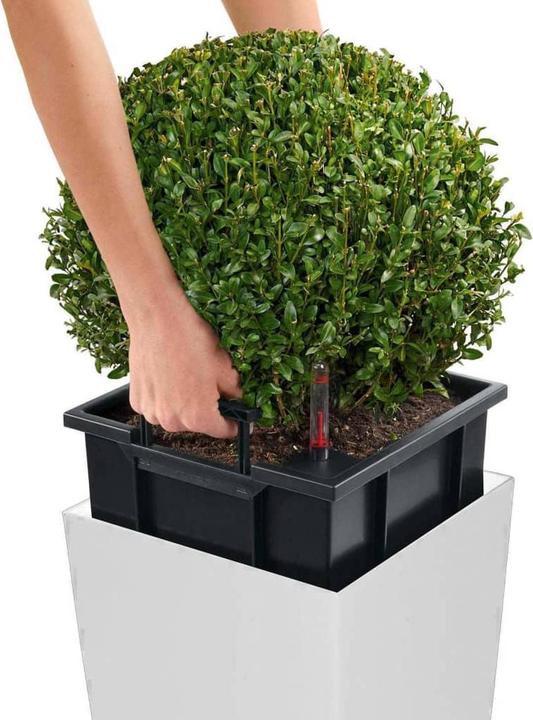 Actual product image Lechuza Cubico Color (29.50 cm)