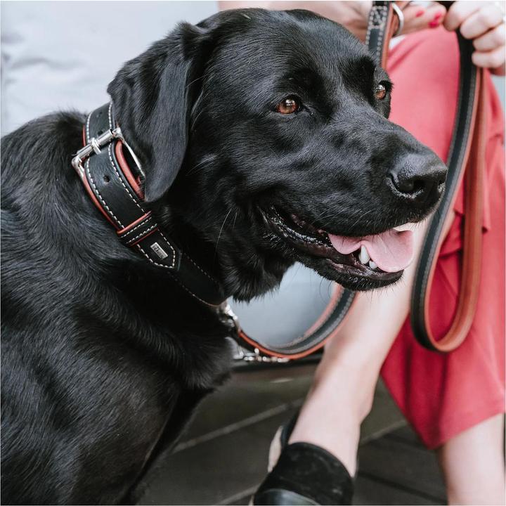 Image du produit Hunter Collier Canadian Up pour chiens Noir S/M (S, M, Chien, Sport canin)