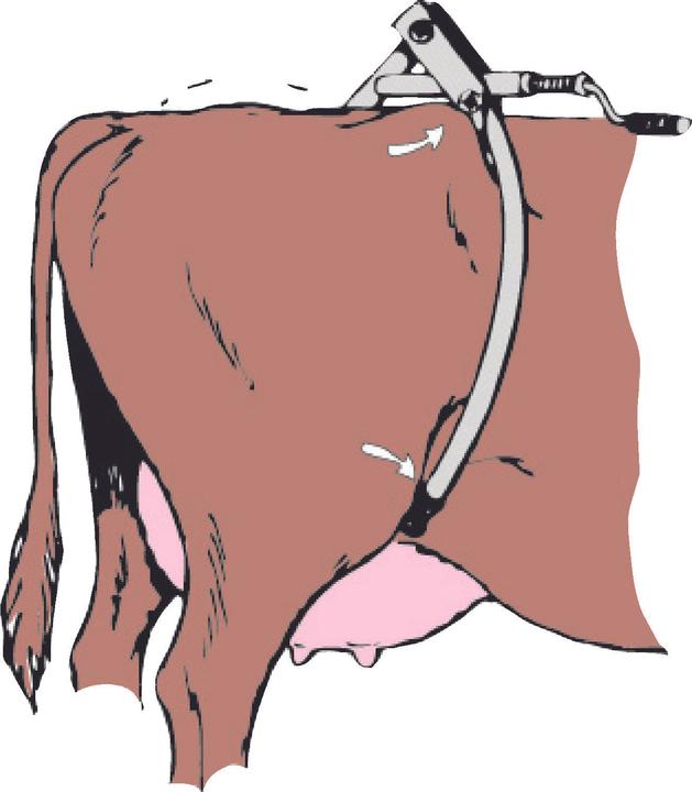 Actual product image Kerbl Hip Cuff for Cows Model America