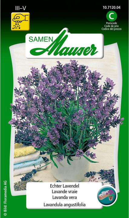 Samen Mauser Real Lavender (Herb seeds)