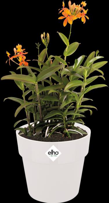 Produktbild Elho B.for Original (18 cm)