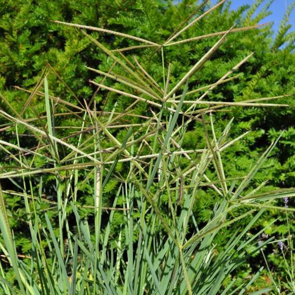 Produktbild Säntispracht 2 er Set, Das sonnenliebendes Australisches Fingergras - Chloris truncata Flying Stars (40 cm)