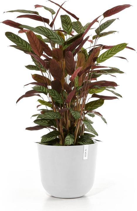 Actual product image Ecopots Oslo (35 cm)