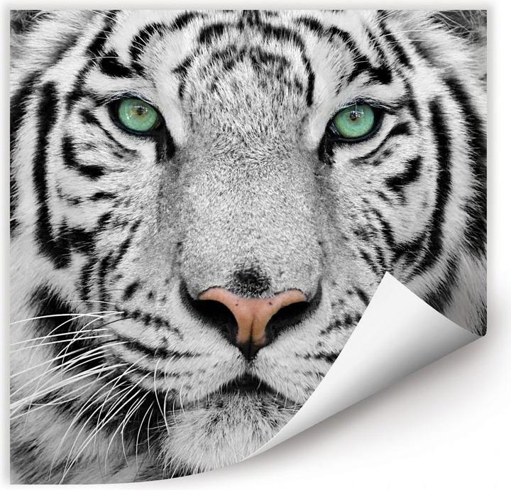 Actual product image Trenddeko Gorgeous Sumatran Tiger (50 x 50 cm)