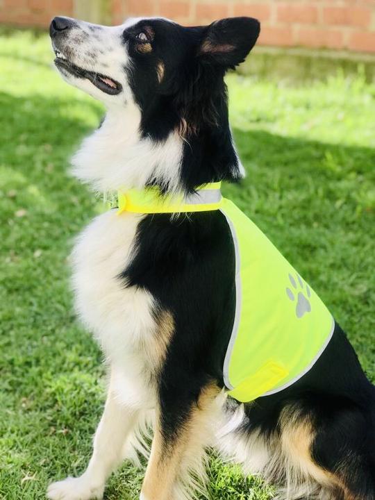 Image du produit Korntex Gilet de sécurité pour chiens (L)